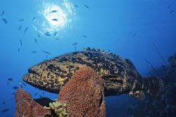 Goliat grouper, Nikonos 15mm, Bonaire by Tim Peters Fish-eye Photo 